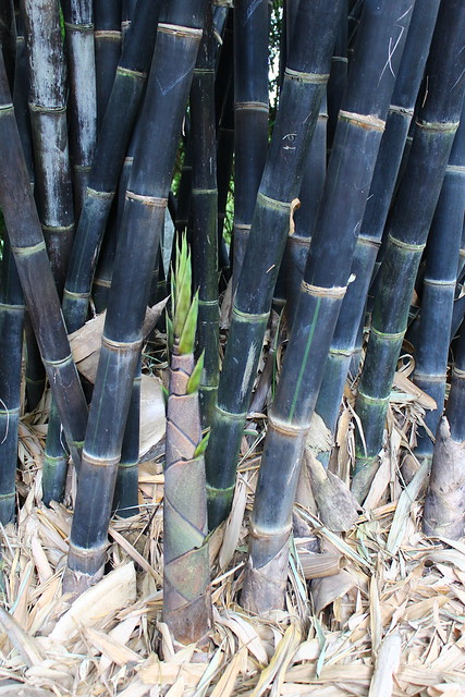 Bambu Wulung: Kehadiran yang Menyatu dengan Cilacap